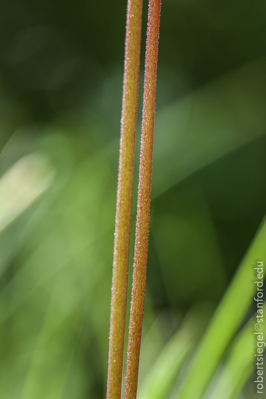 dodecatheon